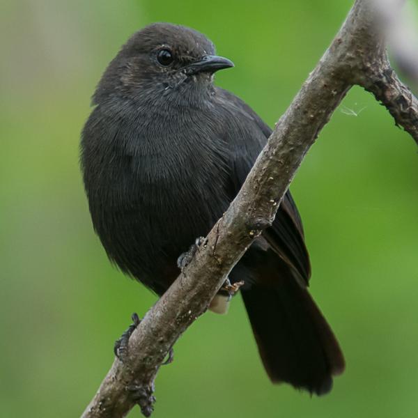 <h3><a href="/trips/srilanka/biota/animalia/chordata/aves/040 passeriformes/108 muscicapidae/saxicoloides fulicatus/saxicoloides fulicatus-nl.html">Saxicoloides&nbsp;fulicatus</a> / Indian&nbsp;robin / Indisch&nbsp;paapje</h3>NIKON D500 met AF-S Nikkor 300mm f/2.8G IF-ED VR II, 1/800 sec  bij F4.8, ISO 500, afstand 7.94&nbsp;m